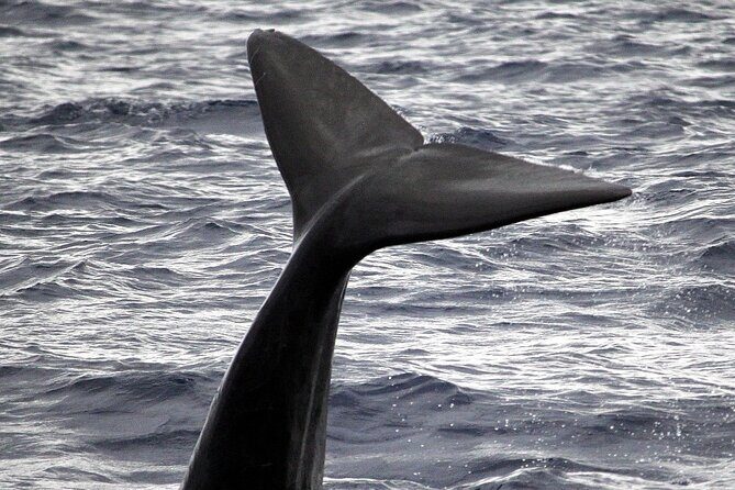 Guaranteed Whale or Dolphin Watching Tour - Funchal - What to Expect from the Experience