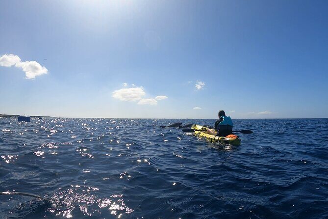 Guided Kayak Tour From Los Cristianos Beach Tenerife - The Practical Side: Price, Duration, and Booking