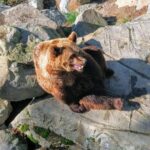 Guided Ranua Wildlife Park tour with Lunch, Small group adventure - Analyzing the Value