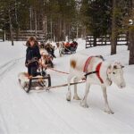 Guided reindeer farm visit and one hour sledge safari - Visiting a Reindeer Farm