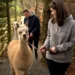 Guided Scenic Alpaca Trekking Experience Northern Ireland - The Experience Details: What Does It Mean for You?
