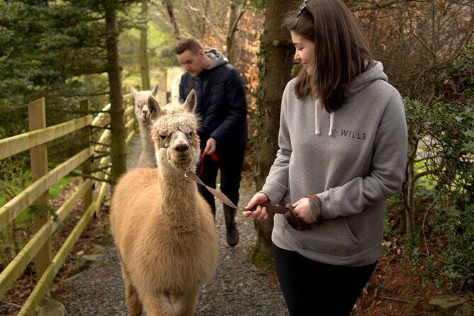Guided Scenic Alpaca Trekking Experience Northern Ireland - The Experience Details: What Does It Mean for You?