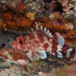 Guided Snorkel Experience - Who Should Consider This Tour?