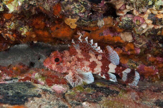 Guided Snorkel Experience - Who Should Consider This Tour?