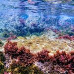 Guided snorkeling route in the Strait Natural Park - What Makes This Snorkeling Tour Special?