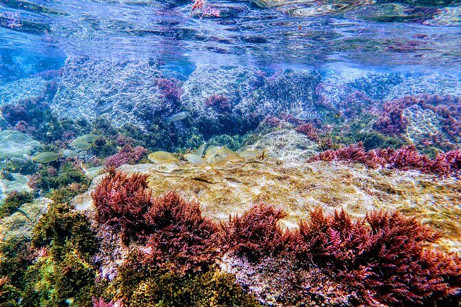 Guided snorkeling route in the Strait Natural Park - What Makes This Snorkeling Tour Special?