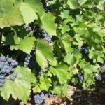 Guided tour and wine tasting Northern Rhône Valley - FAQs