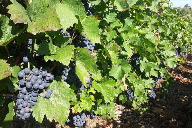 Guided tour and wine tasting Northern Rhône Valley - FAQs