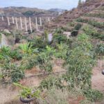 Guided Tour to the only coffee farm in Europe - Authentic Visitor Insights