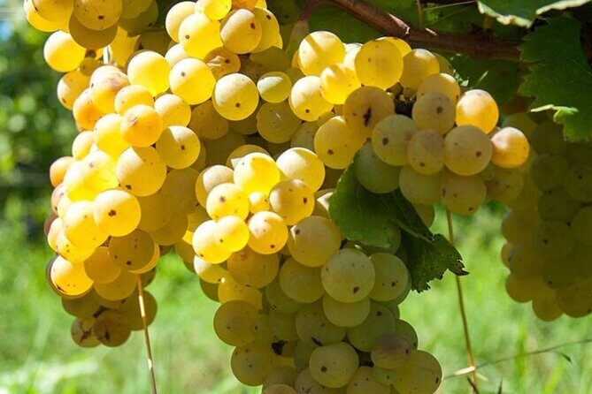 Guided Wine Tasting Experience in a Roman Vineyard - FAQs About the Roman Vineyard Wine Tour