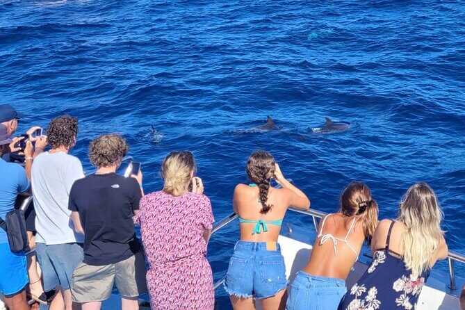 Half-Day Cruise Tour-Dolphin and Whale Watching - Who Is This Tour Best For?