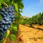 Half Day Great Vineyard Tour from Avignon - What You Can Expect from the Itinerary