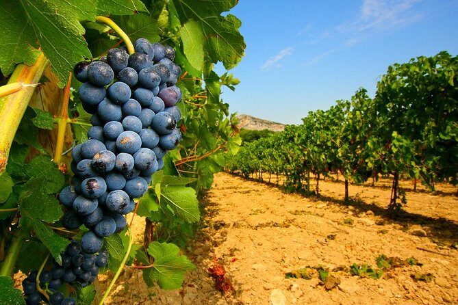 Half Day Great Vineyard Tour from Avignon - What You Can Expect from the Itinerary