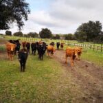 Half-Day Guided Tour to a bull farm in Madrid - Who Is This Tour Best For?