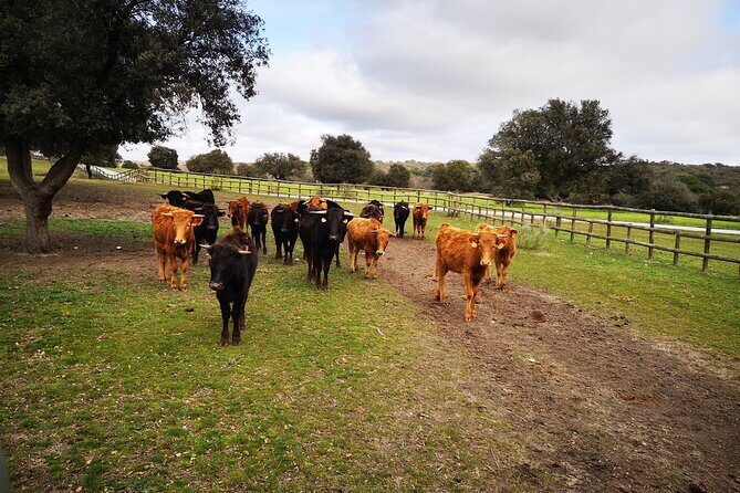 Half-Day Guided Tour to a bull farm in Madrid - Who Is This Tour Best For?