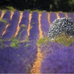 Half Day Lavender Road in Sault from Avignon - The Realities of the Tour