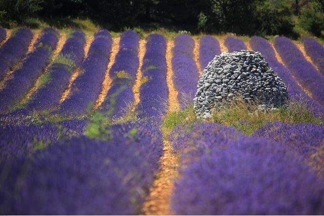 Half Day Lavender Road in Sault from Avignon - The Realities of the Tour