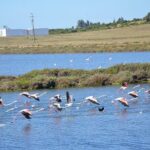 Half-Day Nature Safari in the Algarve - Transportation & Group Size