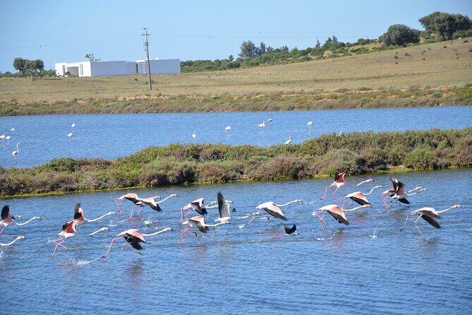Half-Day Nature Safari in the Algarve - Transportation & Group Size
