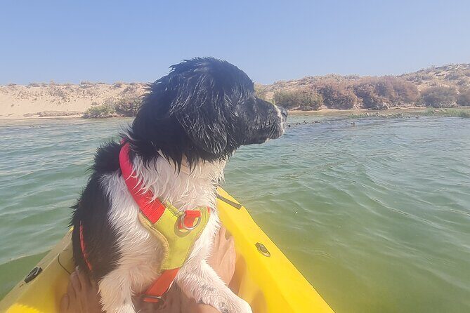 Half-Day Private Guided Kayak Island Tour - The Itinerary: What Does the Tour Include?