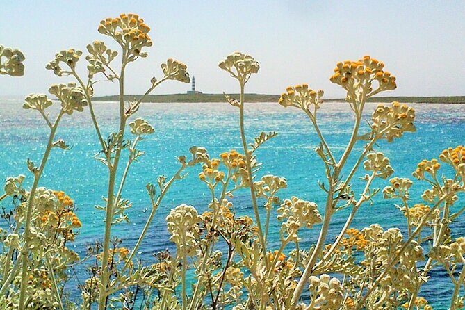 Half-Day Private Menorca Sightseeing Tour - Why This Tour Might Be Perfect for You