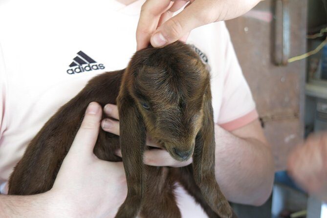Halloumi Heaven: Cheese-Making Class & Troodos Mountain Villages 8h - Practical Tips for Your Day Out