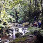 Hidden Corners: Levada Walk from Funchal - How the Tour Works: A Step-by-Step Breakdown