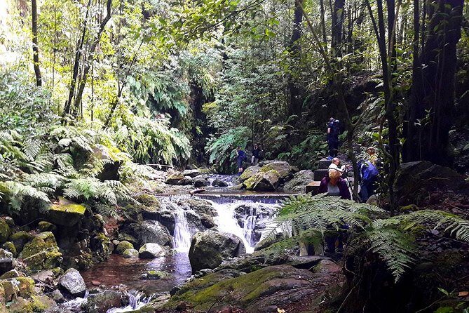 Hidden Corners: Levada Walk from Funchal - How the Tour Works: A Step-by-Step Breakdown
