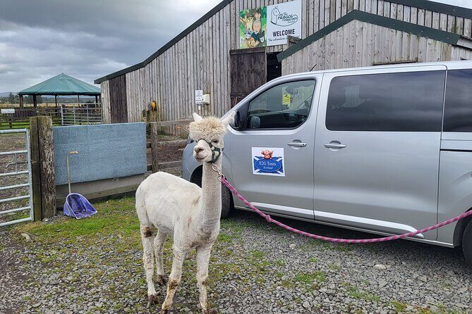 Highland Cows, Walk Alpacas & Scottish Wildlife Centre from Edin. - What Our Reviewers Say