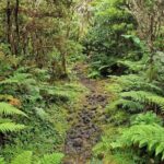 Hike 3 hours Inland Terceira Island - Why This Tour Could Be a Great Fit