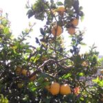 Hiking tour in the Anaga biosphere reserve in Tenerife - The Sum Up