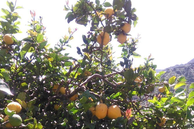 Hiking tour in the Anaga biosphere reserve in Tenerife - The Sum Up