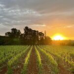 Historical Cellar Visit and Wine Tasting in Salento - A Deep Dive into the Experience