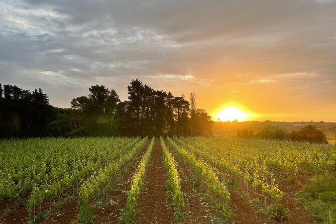 Historical Cellar Visit and Wine Tasting in Salento - A Deep Dive into the Experience