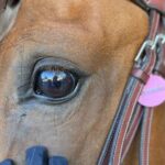 Horse Riding in Aveiro - Ílhavo - The Experience Itself