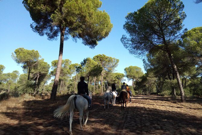 Horseback Riding Experience in Aljarafe, Doñana park from Seville - Who Will Enjoy This Tour?