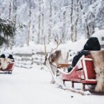 Husky and Reindeer Experience With Snowmobiling - Exploring the Day Step-by-Step