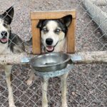 Husky cuddle at Fjälläventyr Dog Park - admission ticket - How Do Reviews Reflect the Experience?