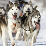 Husky Dog Sledding Tour From Riga - The Practicalities and What’s Included