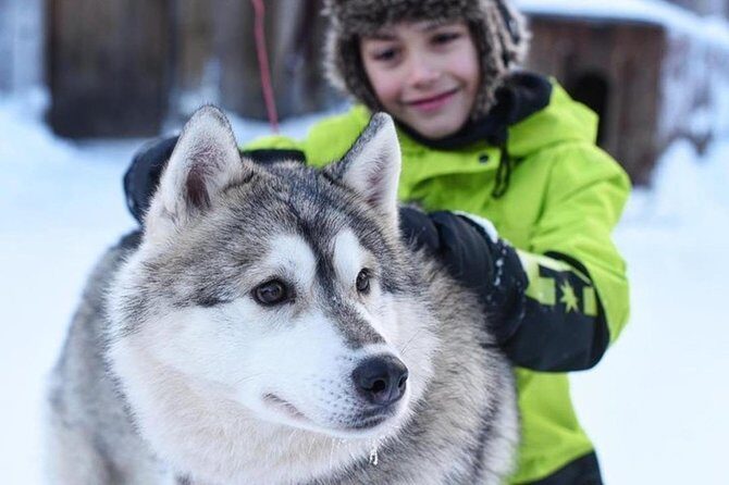 Husky Safari from Levi 2 KM or 5 KM with Husky Sledge Ride - The Value of This Tour