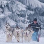Husky Sleigh Rides experience - The Details of the Experience
