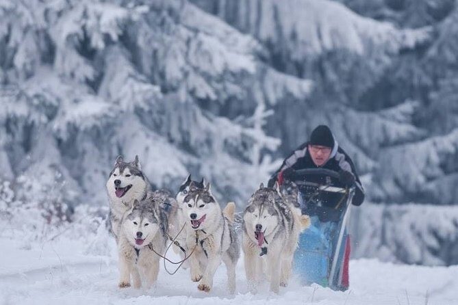 Husky Sleigh Rides experience - The Details of the Experience