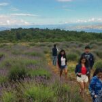 Hvar Lavender Tour - The Experience Itself: What to Expect on the Hike