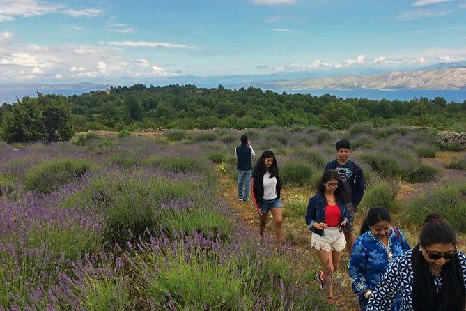 Hvar Lavender Tour - The Experience Itself: What to Expect on the Hike