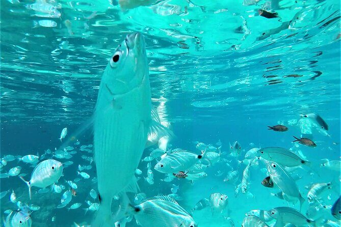 Ibiza Snorkeling Beach and Cave Cruise Tour - Pricing and Value