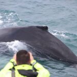 Iceland Super Saver: Northern Lights Cruise plus Whale-Watching Tour from Reykjavik - The Itinerary Breakdown