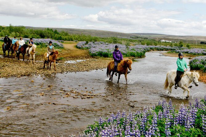 Icelandic Horseback Riding Tour Including Pick Up from Reykjavik - What to Keep in Mind