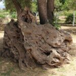 In Crete Discover the miracle of Olive Oil and Organic Fruits - Who Should Consider This Tour?