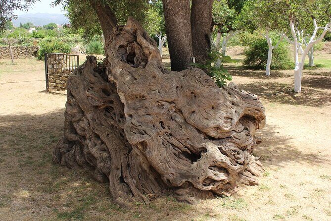 In Crete Discover the miracle of Olive Oil and Organic Fruits - Who Should Consider This Tour?