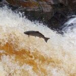 Invergordon Cruise Excursion - Castle ,Whisky and History Tour - Who Is This Tour Best Suited For?